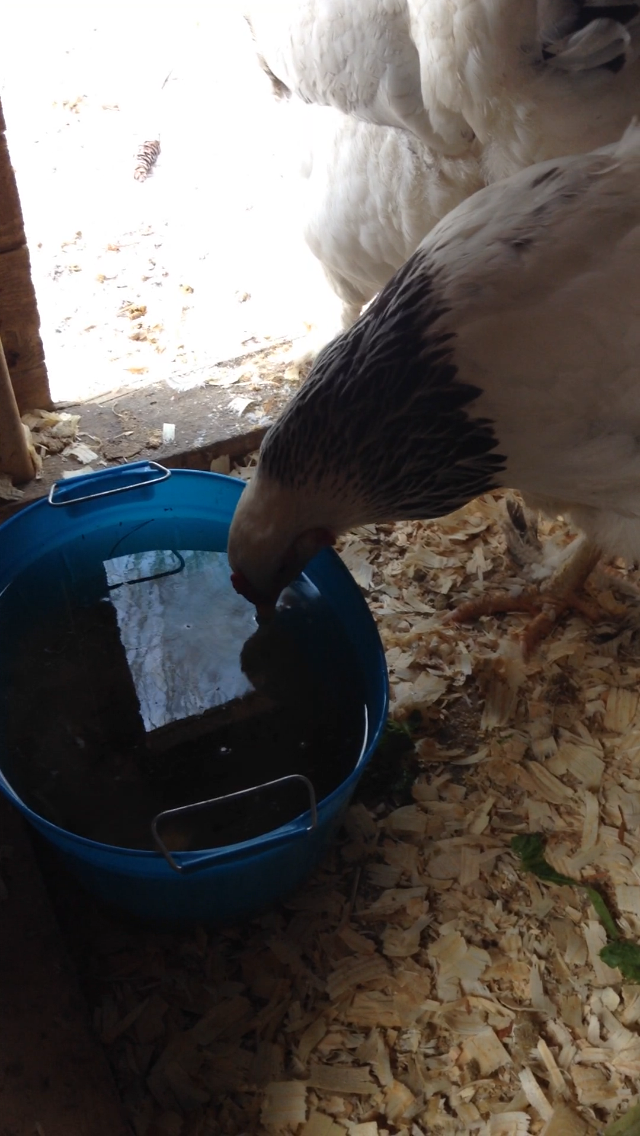 Raising Ducklings To Ducks | BackYard Chickens - Learn How to Raise